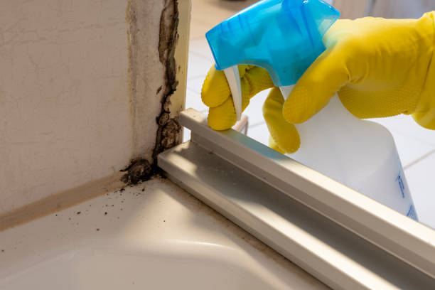 Best Toxic Mold Removal  in Dundee, OR