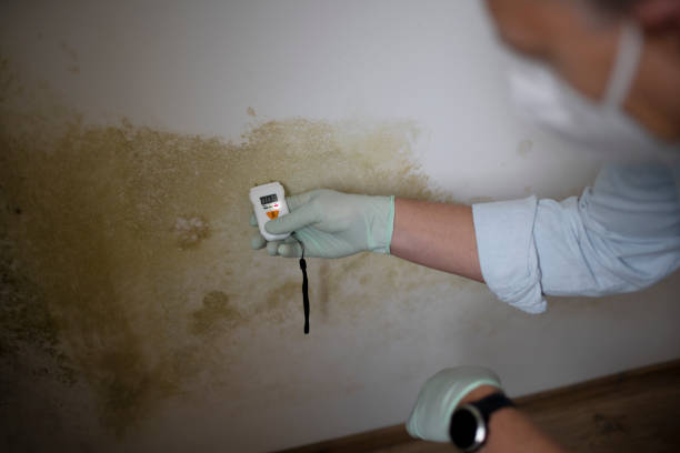 Best Professional Mold Removal  in Dundee, OR
