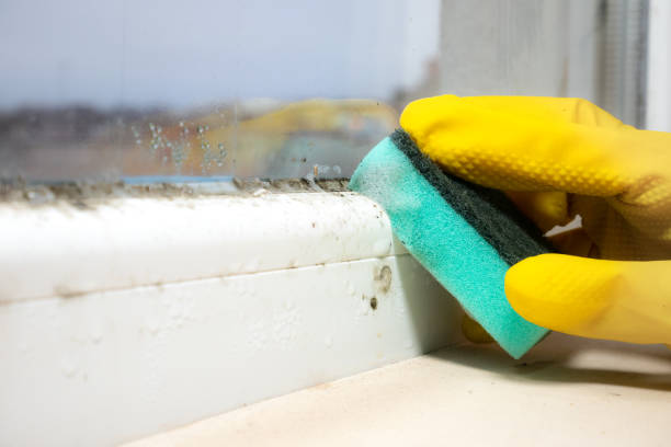 Best Commercial Mold Removal  in Dundee, OR