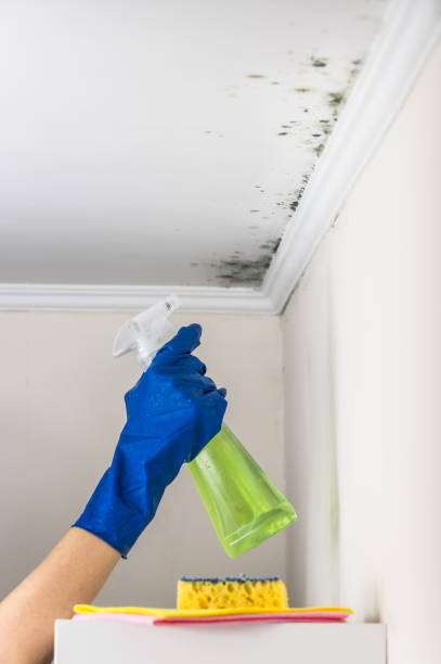 Trusted Dundee, OR Mold Removal Experts